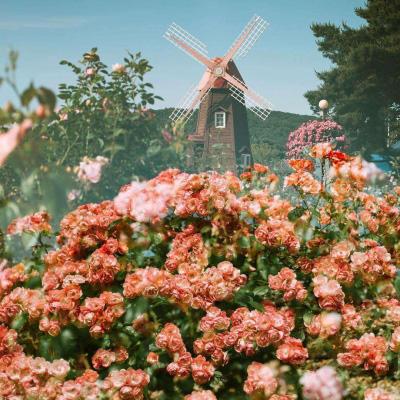 开云集团app下载